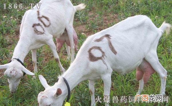 cctv奶羊养殖视频 cctv7奶山羊养殖技术