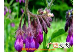 紫草与什么东西相克 紫草的药用价值