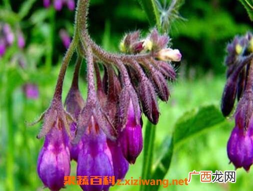 紫草与什么东西相克 紫草的药用价值