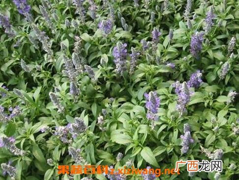 紫草与什么东西相克 紫草的药用价值