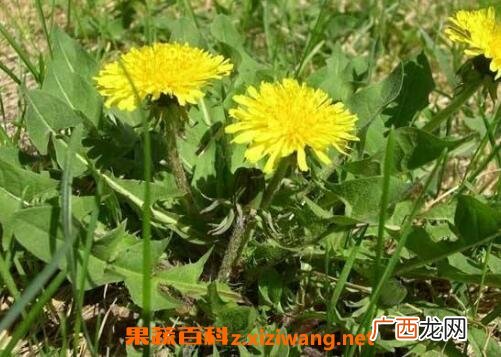 生蒲公英的功效与作用