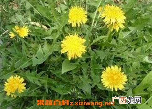 生蒲公英的功效与作用
