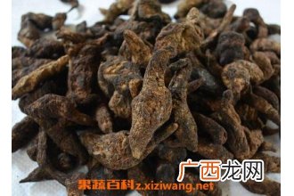 生地蒲公英的功效与作用