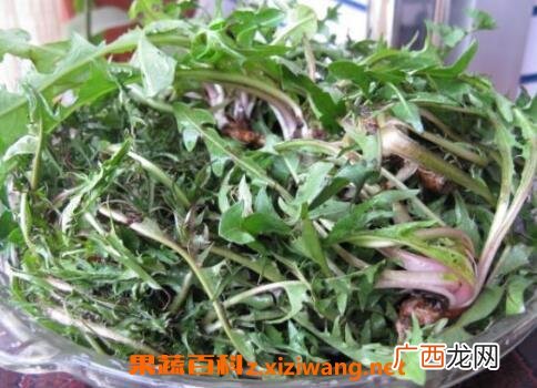 生地蒲公英的功效与作用