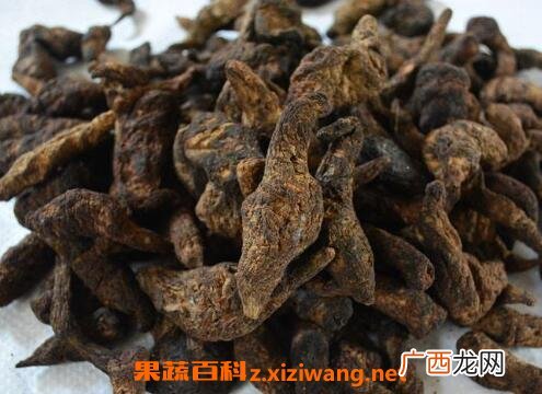 生地蒲公英的功效与作用