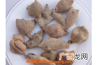 百草虫的功效与作用