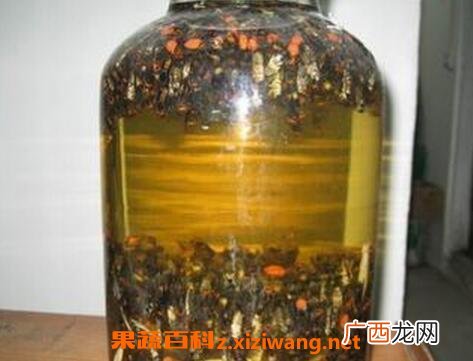 白酒泡蜂虫的功效与作用