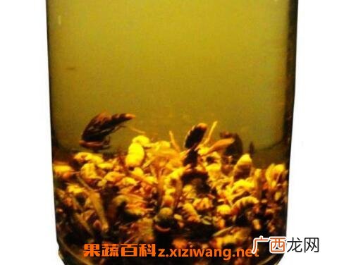 白酒泡蜂虫的功效与作用