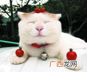 s17 t0,创业板可以t0吗