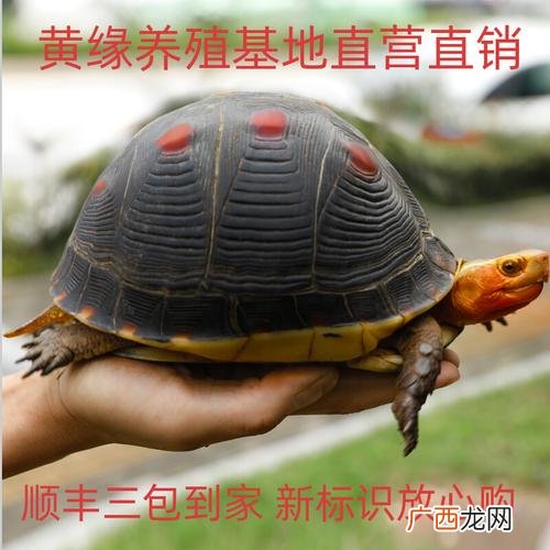 舟山市华泽水产食品有限公司 龟缘水产怎么样