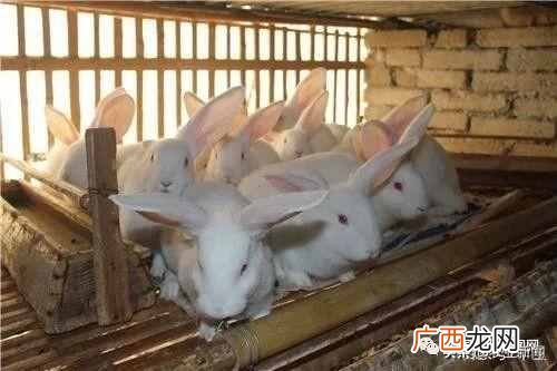 现在养殖什么有前景 目前养什么好养最赚钱