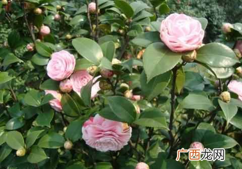 养什么花赚钱多 现在养什么花收益大