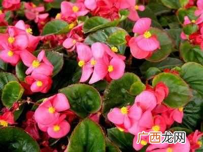养什么花赚钱多 现在养什么花收益大
