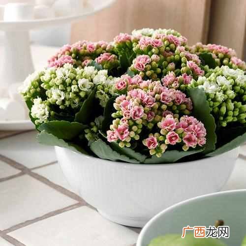 养什么花赚钱多 现在养什么花收益大