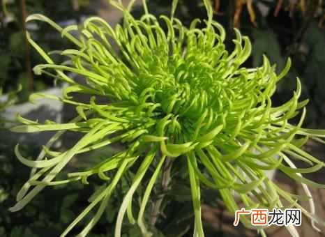 养什么花赚钱多 现在养什么花收益大