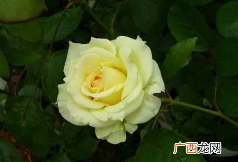 养什么花赚钱多 现在养什么花收益大