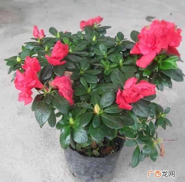 养什么花赚钱多 现在养什么花收益大