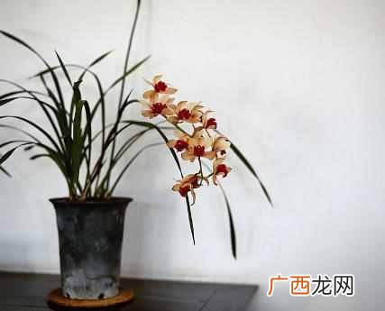 养什么花赚钱多 现在养什么花收益大
