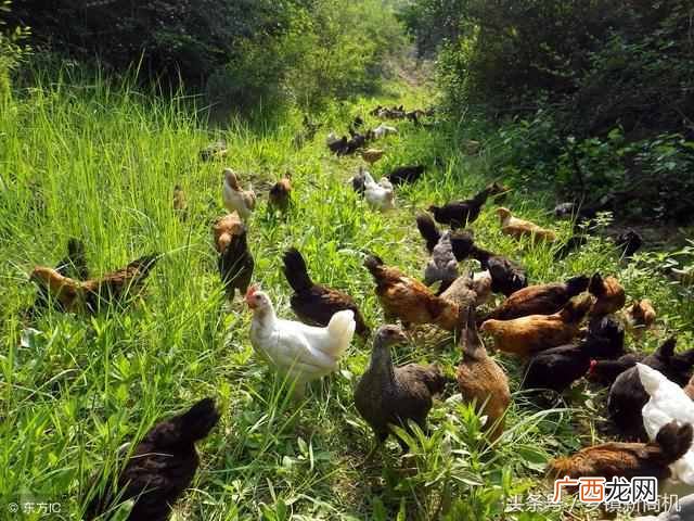 现在养什么产品收益快(农村养什么好养又赚钱