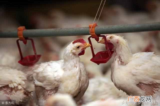现在养什么产品收益快(农村养什么好养又赚钱