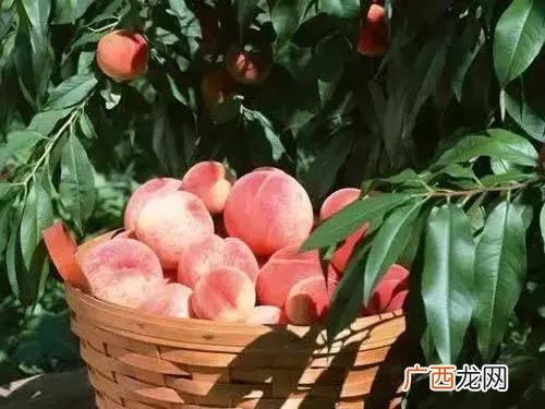 保定批发草香的厂家,保定制香厂哪里最多