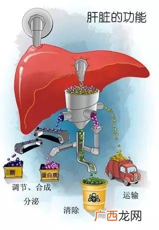 治疗肝脏的药物有哪些 药物肝毒性评价技术指导原则
