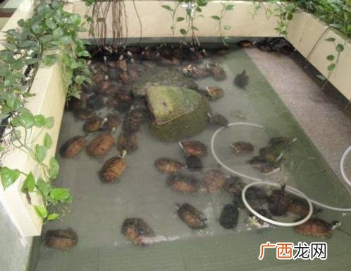 北石龟 养石龟技术