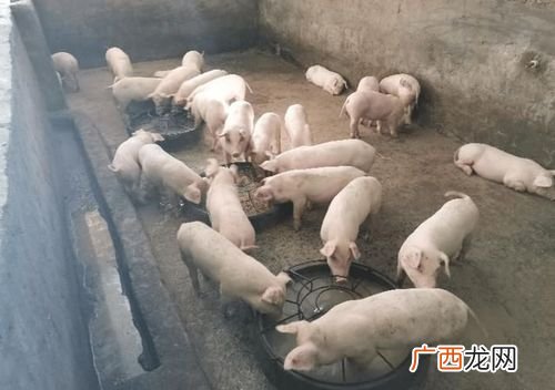 调味品行业发展的现状及趋势 中国种猪行业技术发展现状及趋势