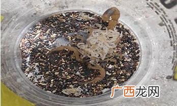 人工养蝎技术 养殖蝎子技术