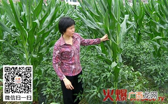 地膜玉米播种机视频 玉米播种技术