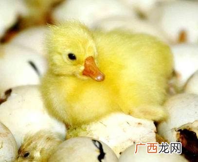 小鹅通是做什么的 小鹅怎么养殖技术