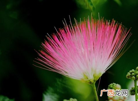 什么是中国网 花卉中国网