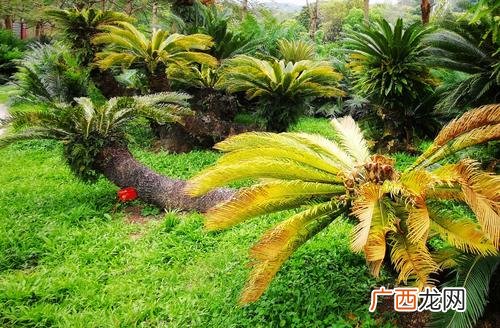 宿根花卉品种大全介绍 宿根六倍利花卉