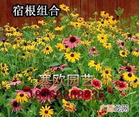 宿根花卉品种大全介绍 宿根六倍利花卉