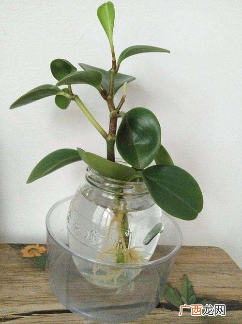 花卉苗木品种 花卉苗木图册