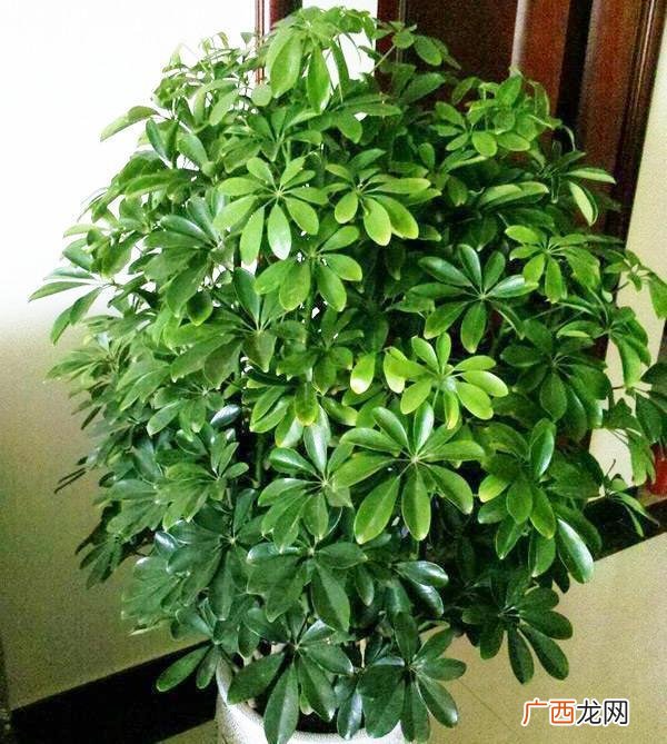 花卉苗木品种 花卉苗木图册