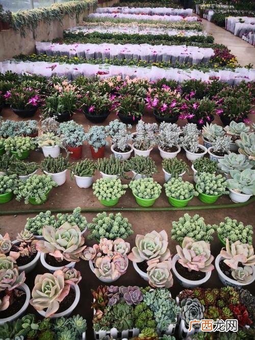 广场摆放花卉图集 超市花卉摆方图
