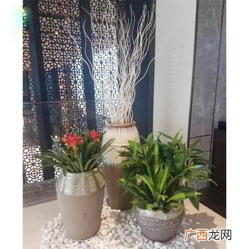 超市经营 花卉进驻超市