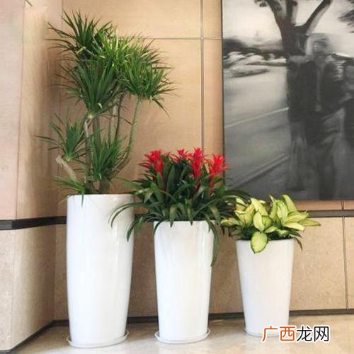 超市经营 花卉进驻超市