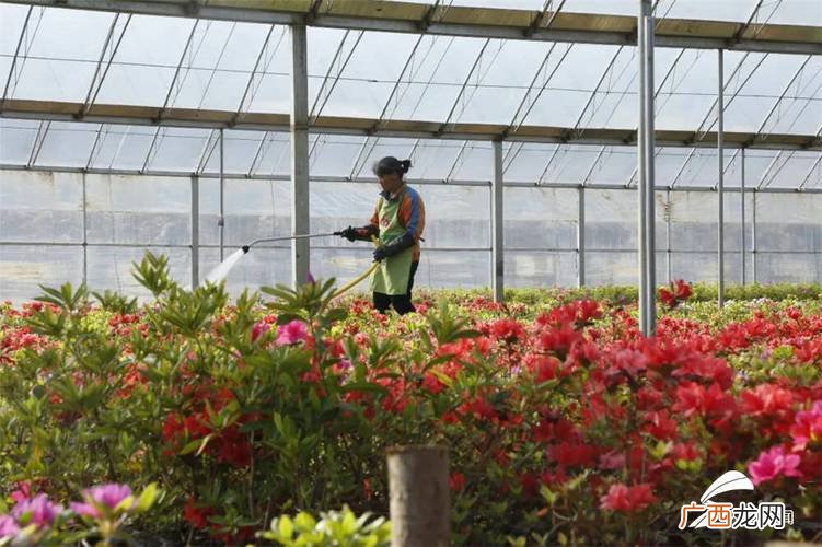 花卉和园艺有什么区别 西安花卉园艺有限公司