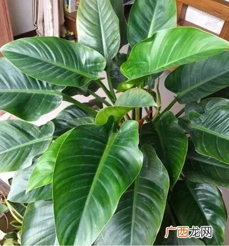 植物租赁合同要交印花税吗 公司花卉租金怎么记账
