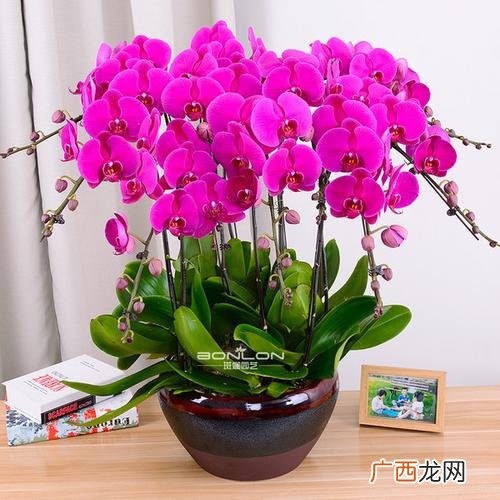 网上花卉盆栽批发网站 花卉盆栽大卖场