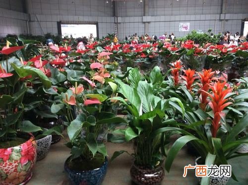 云南斗南花市场在哪里 云南斗南花卉批发营业时间