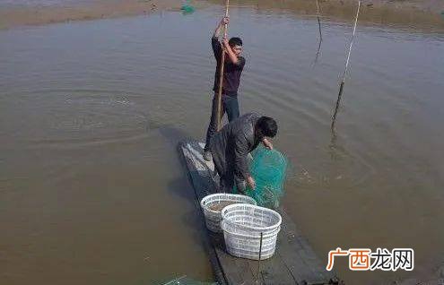 养虾骗局揭秘 水产养虾牛人