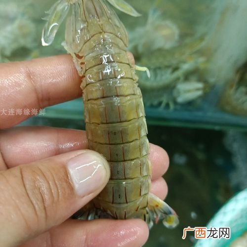 中国水产养殖频道 中国水产皮皮虾养殖