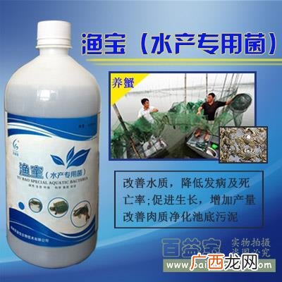 鳗鱼养殖技术与管理 水产养殖鳗鱼粉肥水
