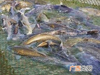 鳗鱼养殖技术与管理 水产养殖鳗鱼粉肥水