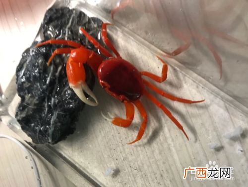 养殖螃蟹需要什么条件 中国水产网螃蟹养殖