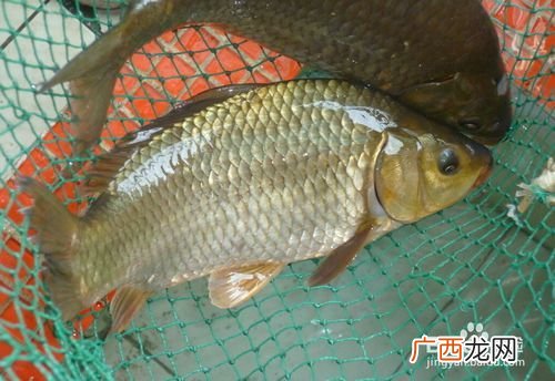 中国科学院与中国水产科学院 中国水产科学院水生所