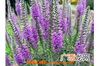 醉鱼草的作用与功效及药用价值